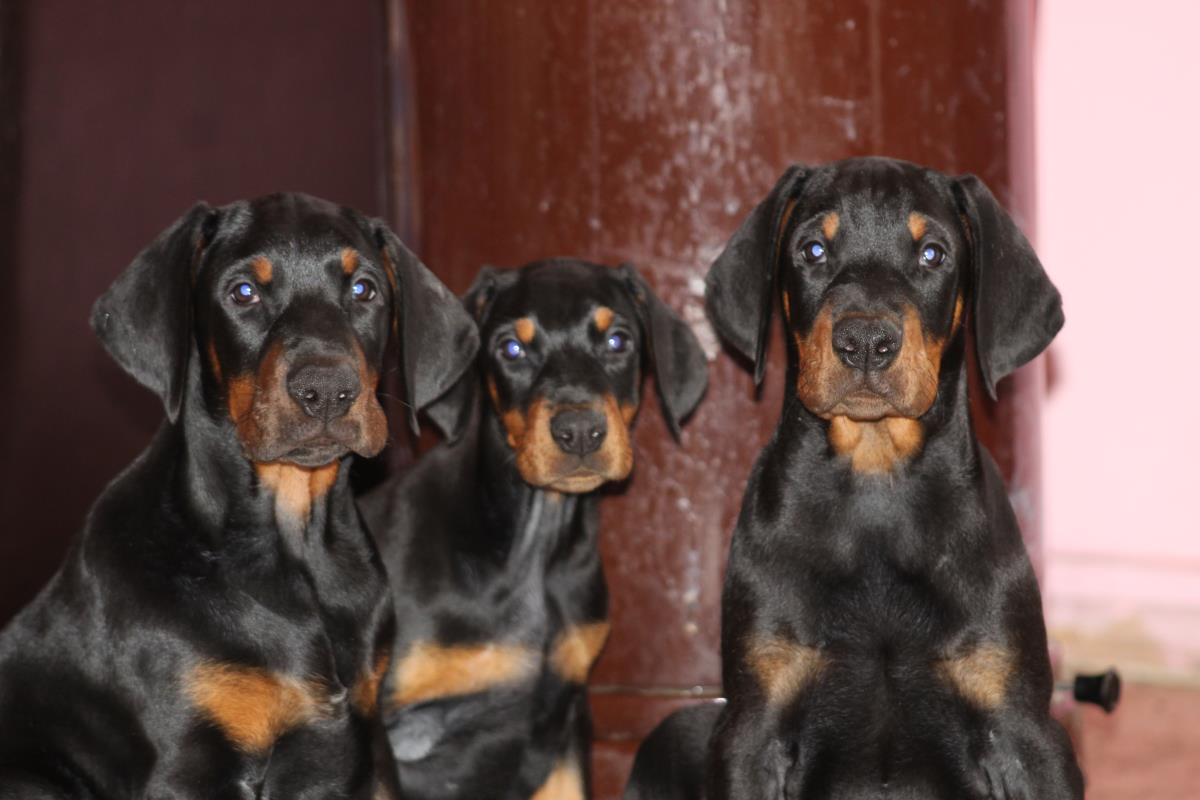 secereli doberman yavruları , şampiyon dobermanların adresi