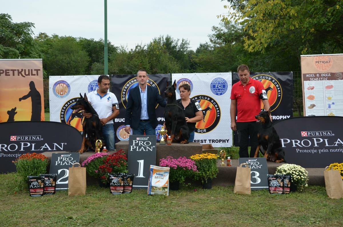 Knights of Night Doberman  ROMANYA DOBERMAN KLUP SHOW 2.