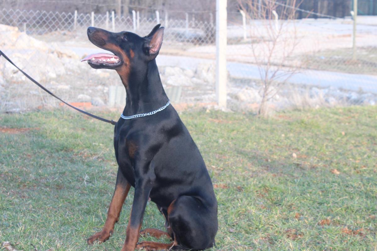 secereli dobermann yavrusu 