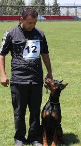 DOBERMAN SINAVI, EĞİTİM SINAVI  BH SINAVI , EĞİTİMLİ DOBERMAN,