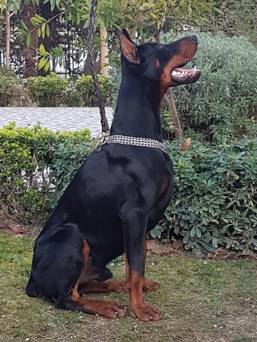 Secereli Doberman Yavurusu