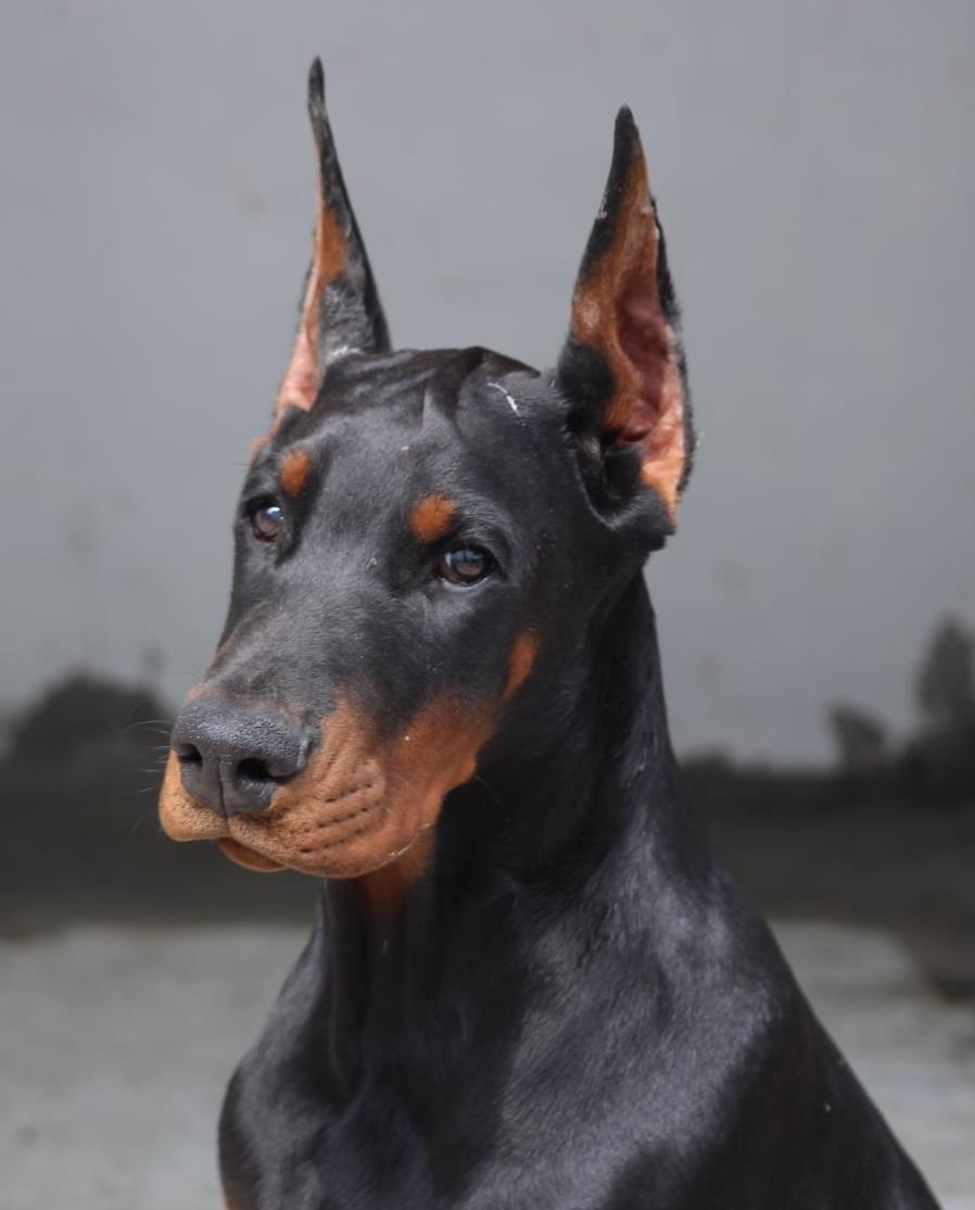 Knights of Night Doberman 